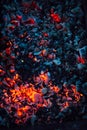 Hot coals and burning woods in bbq grill. Glowing and flaming charcoal, barbecue pit, bright red fire and ash. Royalty Free Stock Photo