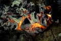 Hot coals from a burnt fire Royalty Free Stock Photo