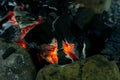Hot coals in a burnt fire Royalty Free Stock Photo