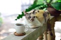 Hot coffee cup on railing with cat beside