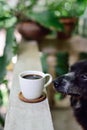 Hot coffee cup on railing with dog beside