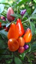 Hot colourfu peppers Royalty Free Stock Photo