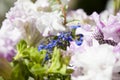 Hot day. flower with open buds. petunia. bright white color flower. flowerbed in summer. spring beauty and freshness. gardening