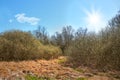 A hot day outdoors in nature with bright sunlight rising on the horizon. Beautiful landscape with brown plants and grass