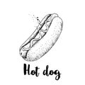 Hot dog sketch hand drawn. Fast food retro illustration. Fresh bun with grilled sausage and mustard or ketchup. Great for menu des