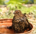 Hot female Blackbird cooling down