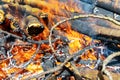 Hot fire burning the forest the concept of the environment. fire kills everything in its path Royalty Free Stock Photo