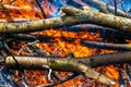 Hot fire burning the forest the concept of the environment. fire kills everything in its path Royalty Free Stock Photo