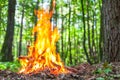 Hot flames of bonfire in the autumn wood. The place for meditation and relaxation after walking in the forest Royalty Free Stock Photo