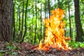 Hot flames of bonfire in the autumn wood. The place for meditation and relaxation after walking in the forest Royalty Free Stock Photo