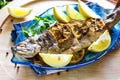 Hot fresh savory grilled whole trout barbeque with fresh herbs and lemon, served black pepper and arugula salad leaves on blue pla