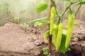 Hot green pepper grows on a branch in a greenhouse. Growing vegetables at home. Copy space Royalty Free Stock Photo