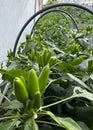 hot green peppers in a garden closeup Royalty Free Stock Photo