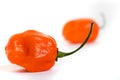 Hot habaneros Royalty Free Stock Photo