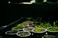 Hot house seed raising in recycled cardboard singe use coffee cups