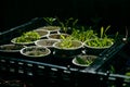 Hot house seed raising in recycled cardboard singe use coffee cups