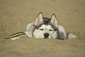 Hot, husky dog lying in the sand Royalty Free Stock Photo