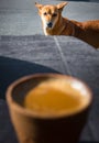 Hot Indian spiced tea served in a traditional clay pot glass called Kulhad with India Pariah stray dog in the background. Outdoor Royalty Free Stock Photo