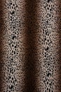 Hot leopard skin seamless background Royalty Free Stock Photo