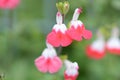 Hot lips Cherry sage Royalty Free Stock Photo