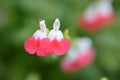 Hot lips Cherry sage Royalty Free Stock Photo