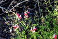 Hot Lips Littleleaf Sage, Salvia microphylla `Hot Lips` Royalty Free Stock Photo