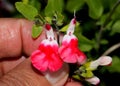 Hot Lips Littleleaf Sage, Salvia microphylla `Hot Lips` Royalty Free Stock Photo