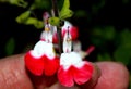 Hot Lips Littleleaf Sage, Salvia microphylla `Hot Lips` Royalty Free Stock Photo