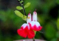 Hot Lips Littleleaf Sage, Salvia microphylla `Hot Lips` Royalty Free Stock Photo