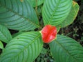 Hot Lips Plant in Ecuador Royalty Free Stock Photo