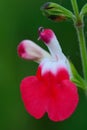 Hot lips salvia flower Royalty Free Stock Photo