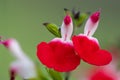 Hot lips salvia flowers Royalty Free Stock Photo