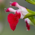 Hot lips salvia flowers Royalty Free Stock Photo