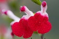 Hot lips salvia flowers Royalty Free Stock Photo