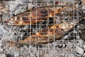 Hot mackerel fish on a grilling pan, with herb spices on coal fire Royalty Free Stock Photo