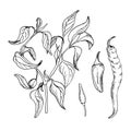 Hot pepper bush vector illustration isolated on white background. Jalapeno spicy pepper hand drawn ink. Black white