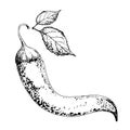 Hot pepper drawing. Chili sketch with leaves. Black and white drawing. Organic vegetables. Sketch of vegetables