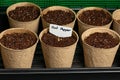 Hot pepper plant seeds in indoor greenhouse.