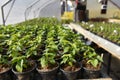 Hot Pepper Saplings in a Greenhouse