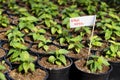 Hot Pepper Saplings in a Greenhouse