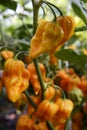 Fatalii Hot Peppers