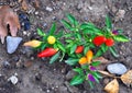 Hot peppers of different varieties of maturity Royalty Free Stock Photo