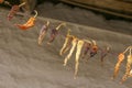 Hot peppers dried by string