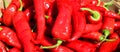 Hot peppers varieties Pimientos Choriceros, Royalty Free Stock Photo