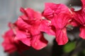 Hot Pink Bleeding Heart Flower Bush In Full Bloom Royalty Free Stock Photo