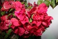 Hot Pink Bleeding Heart Flower Bush In Full Bloom Royalty Free Stock Photo