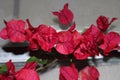 Hot Pink Bleeding Heart Flower Bush In Full Bloom Royalty Free Stock Photo