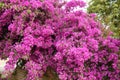 Hot pink Bougainvillea bush Royalty Free Stock Photo