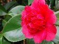 A hot pink Camellia blossom Royalty Free Stock Photo
