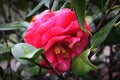 A hot pink camellia is nodding off Royalty Free Stock Photo